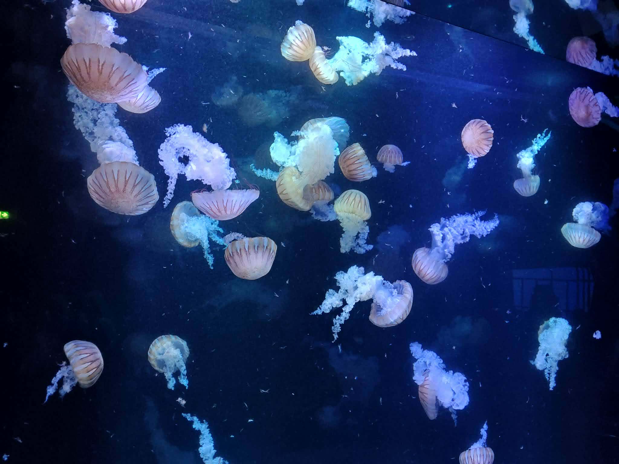 image-2755015838196201